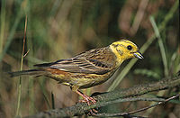 200px-Emberiza_citrinella_1_(Marek_Szczepanek).jpg