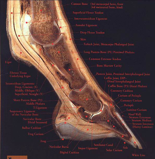 crosssection.jpg