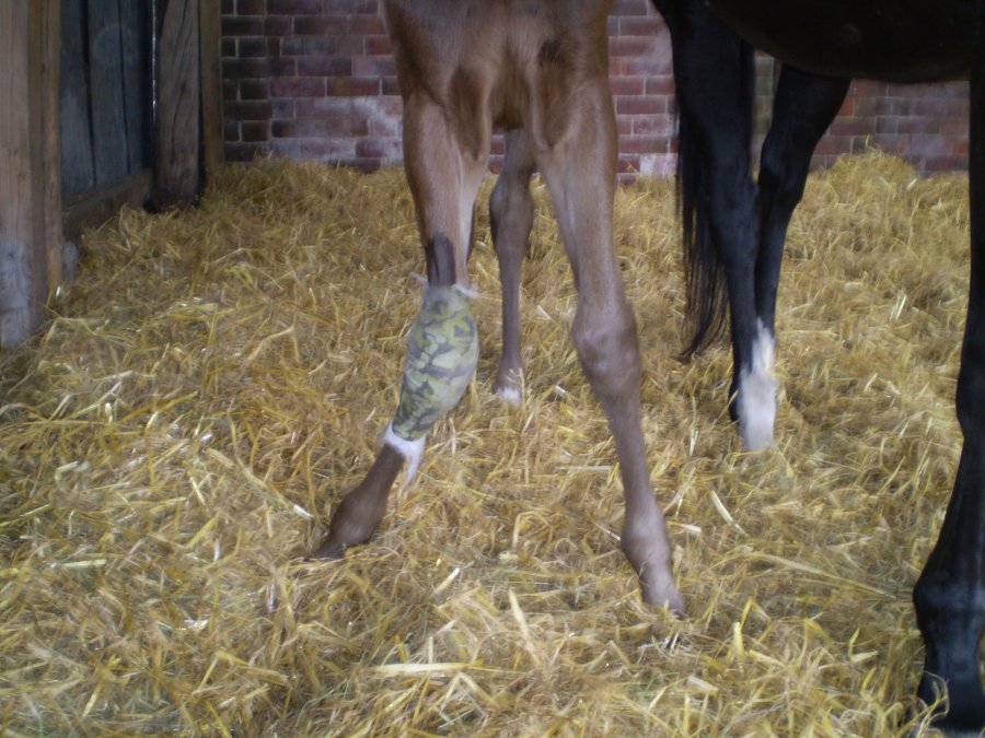 foal 007.JPG