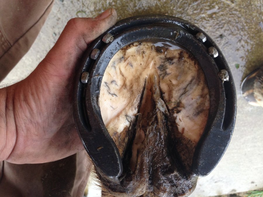 Everyday Shoeing Page 129 Farriers Forum