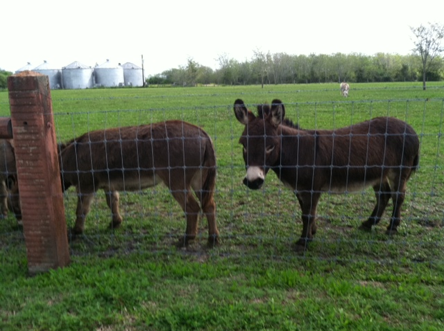 mini donkeys  1.png