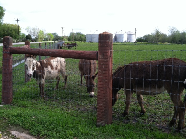 mini donkeys 3.png