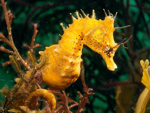 seahorse_704_600x450.jpg