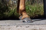 bronson 7  10  2012 046.JPG