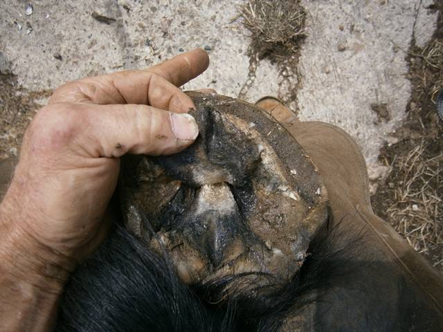 Laminitis - Shed entire frog? Farriers Forum