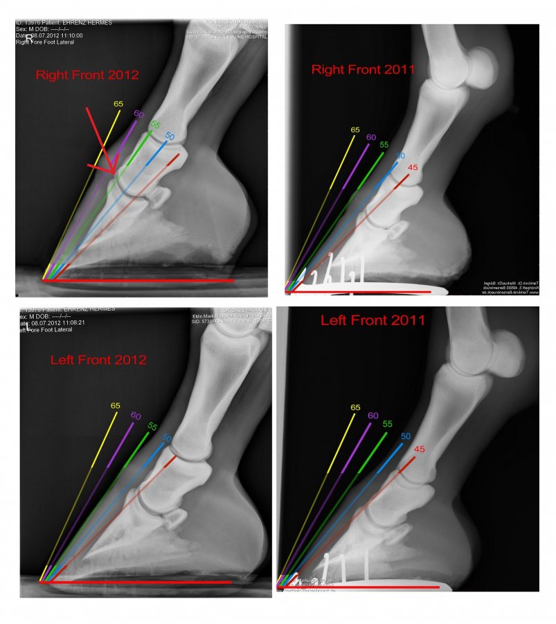 xrays-4.jpg